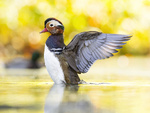 høstmandarin