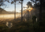 Morgon idyll