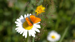 Sommerfugl i sommersol