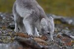 001a DSC_2303- Svalbard 2024.JPG