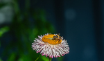 Blomsterflue i arbeid