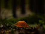 På skogbunn