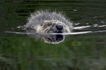 Bever