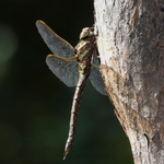 Brunlibelle
