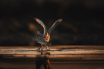 Lunefulle lappspover