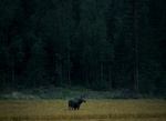 Aften Elg i Aurskog