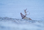 Storbukk i snødrev