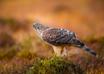 Hønsehauk i høstfarger