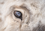 En rein selfie