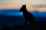 Fjellrev i magisk solnedgang