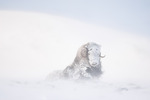 Snødronningen