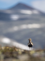 Heilo i Jotunheimen