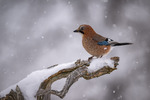 "Vinter"