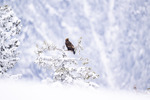 Winter Wonderland.