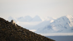 Polarrev i fjelllandskap