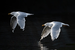 Art of Flight