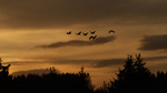 Traner i solnedgang