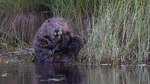Bever ved elve bredden 