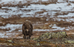 Moskus i høstfarger