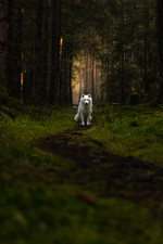Samojed i ulveklær?
