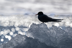 Stille stund