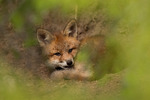 Rødrevens høneblund