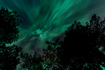 Skue frå lyngen