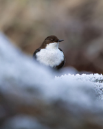 Fossekall i frosten
