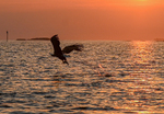 Havørn under solnedgang.