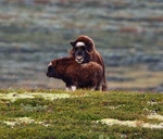 Moskus Mor med hennes kalv