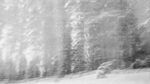 Trollskogen