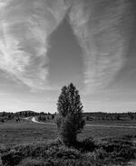 Treet og skyen