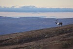 Fjellets nomade