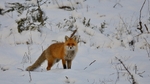 Rødrev i puddersnø 