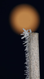 Frost 