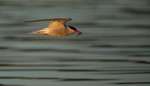 Fiskelykke