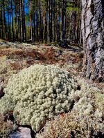 Naturens sovepute
