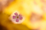 oktoberblomst
