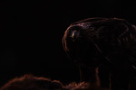 Dark Golden Eagle