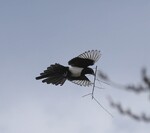 Sjura