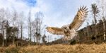 Inn for landing