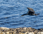 Skarv flyr lavt