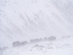 Kjempene på Dovrefjell