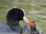 Dette bildet viser en rørende scene av en sothøne (Fulica atra) som mater sin unge