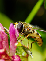 Blomsterflue