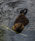 Apporterende bever