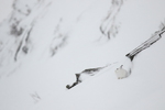 Hare i vinterfjell