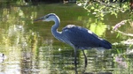 Gråhegre