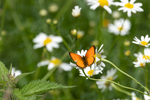 Sommer 