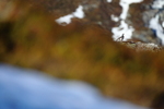 Fjellrype 